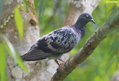 3734-pigeon-dove.jpg