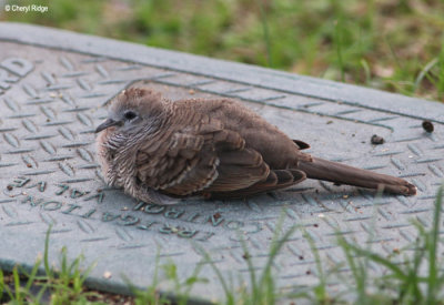 3779-pigeon-dove.jpg