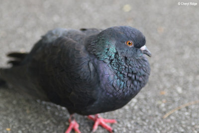 3959-pigeon-dove.jpg