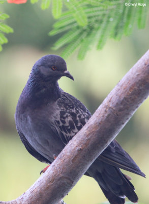 3960-pigeon-dove.jpg