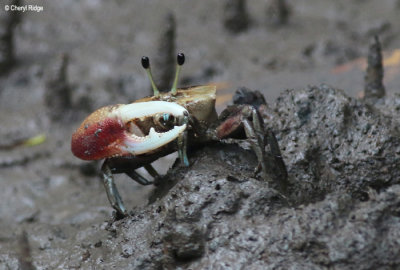 3486-crab.jpg