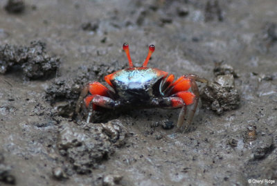 3491-crab.jpg