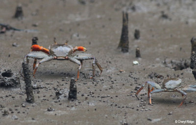 3505-crab.jpg