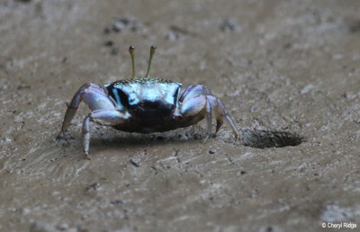 3516-crab.jpg