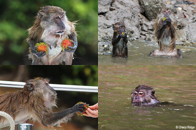 langkawi-monkeys.jpg