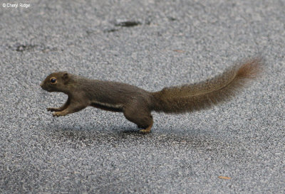 4129-squirrel.jpg