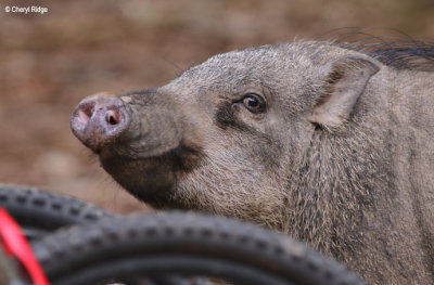 4240-wild-boar.jpg