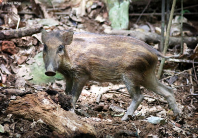4244b-wild-boar.jpg