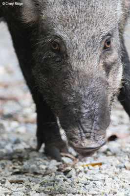 4311-wild-boar.jpg