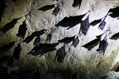 3551-bat-cave-langkawi.jpg