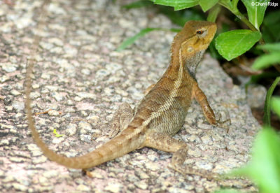 4347b-lizard.jpg