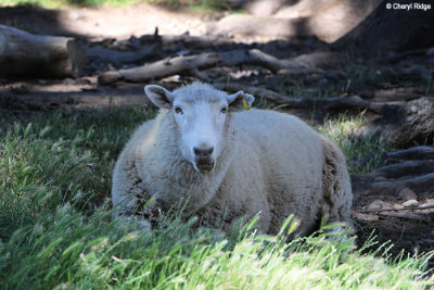 5230-akaroa.jpg