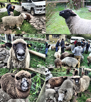 flea-bay-sheep-feeding.jpg