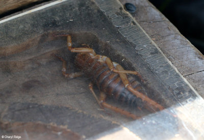 5063-banks-peninsula-tree-weta.jpg
