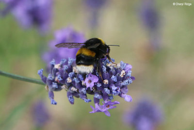 4988-bumble-bee.jpg