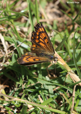 5032-butterfly.jpg