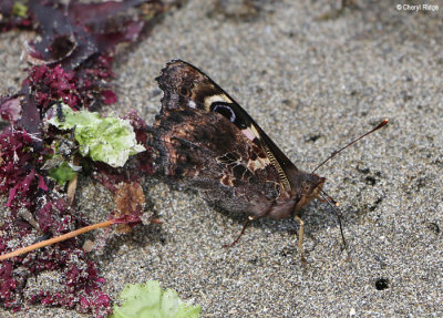5099-butterfly.jpg