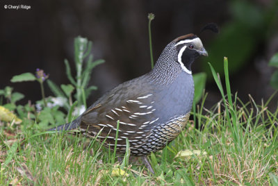 1687-california-quail.jpg