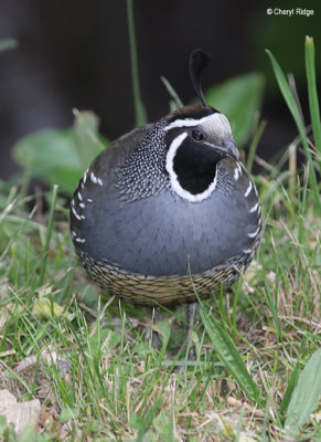 1689-california-quail.jpg