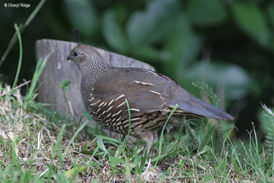 1691-california-quail-female.jpg