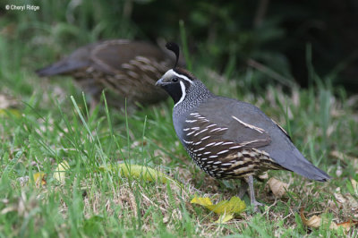 1695-california-quail.jpg