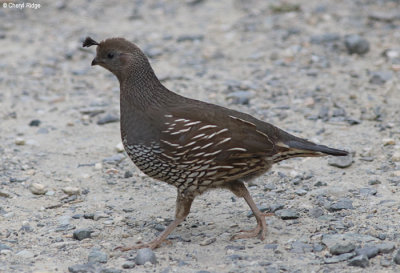 1698-california-quail-female.jpg