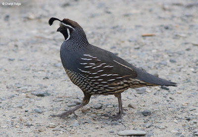 1700-california-quail.jpg