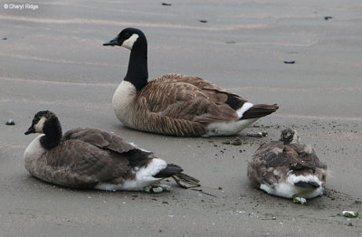 Canada Goose