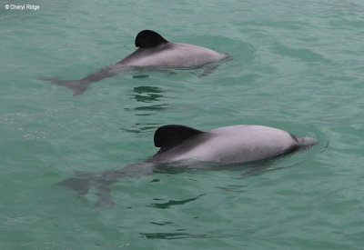 5320-hectors-dolphins.jpg