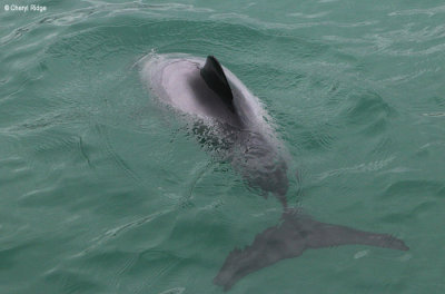 5322-hectors-dolphins.jpg