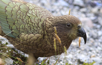 1427-kea.jpg