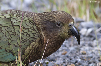 1438-kea.jpg