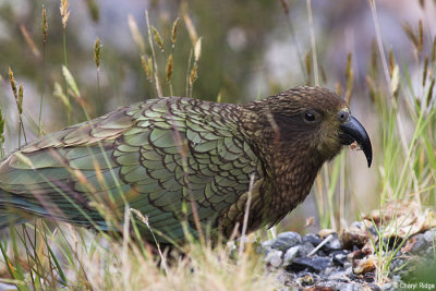 1440-kea.jpg