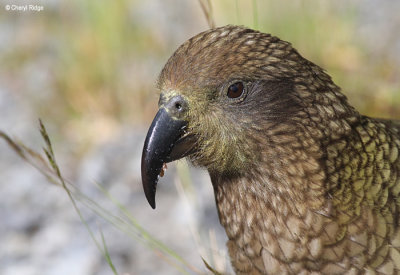 1455-kea.jpg