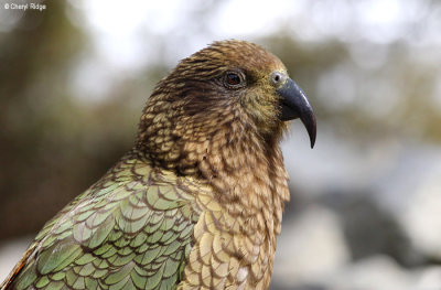 1462-kea.jpg