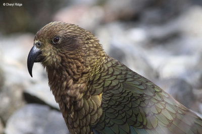 1464-kea.jpg