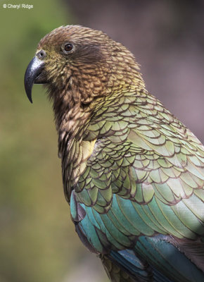 1468-kea.jpg