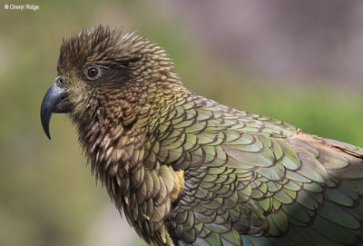 1472-kea.jpg