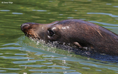 NZ Fur Seals