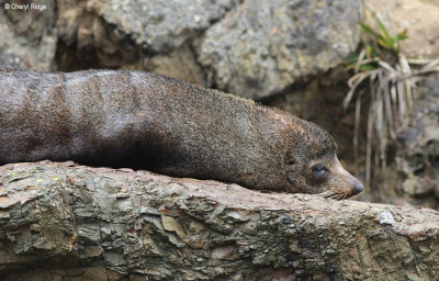 1722-nz-fur-seal.jpg