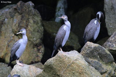 1567-spotted-shags.jpg