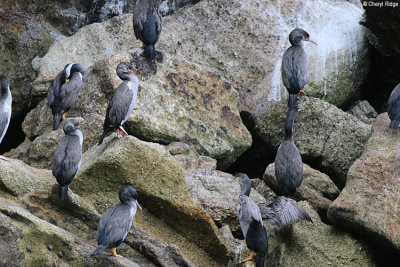 1590-spotted-shags.jpg