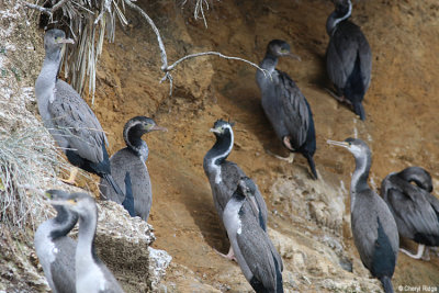 1712-spotted-shags.jpg
