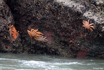 1518-star-fish.jpg