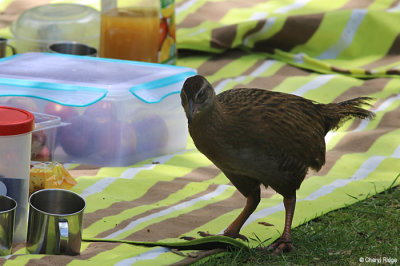 1656-weka.jpg