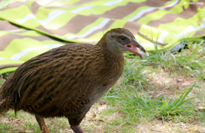 1664-weka.jpg