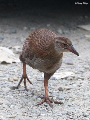 5450-weka.jpg