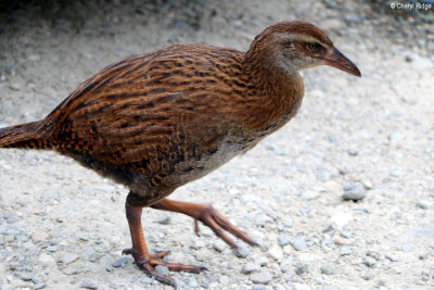 5453-weka.jpg