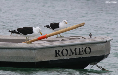 1373-black-backed-gull.jpg