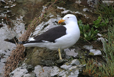 1793-black-backed-gull.jpg